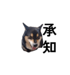 イケメン 黒柴犬 フェル 柴犬 毎日18（個別スタンプ：2）