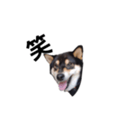 イケメン 黒柴犬 フェル 柴犬 毎日18（個別スタンプ：3）