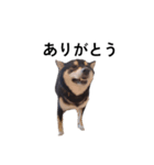 イケメン 黒柴犬 フェル 柴犬 毎日18（個別スタンプ：4）
