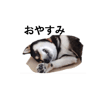 イケメン 黒柴犬 フェル 柴犬 毎日18（個別スタンプ：5）