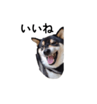 イケメン 黒柴犬 フェル 柴犬 毎日18（個別スタンプ：8）