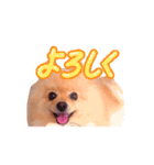 踊る！ポメラニアンの春くん（個別スタンプ：1）