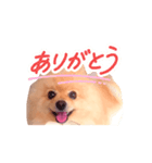 踊る！ポメラニアンの春くん（個別スタンプ：2）