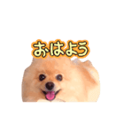 踊る！ポメラニアンの春くん（個別スタンプ：3）
