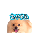 踊る！ポメラニアンの春くん（個別スタンプ：4）