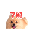 踊る！ポメラニアンの春くん（個別スタンプ：5）