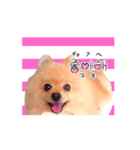 踊る！ポメラニアンの春くん（個別スタンプ：10）