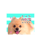 踊る！ポメラニアンの春くん（個別スタンプ：11）