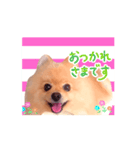 踊る！ポメラニアンの春くん（個別スタンプ：12）