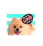 踊る！ポメラニアンの春くん（個別スタンプ：15）