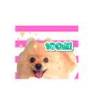 踊る！ポメラニアンの春くん（個別スタンプ：16）