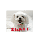 マロンのスタンプver.3（個別スタンプ：2）