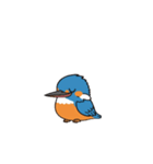カワセミン（動く挨拶 文字無し①）（個別スタンプ：4）