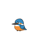 カワセミン（動く挨拶 文字無し①）（個別スタンプ：6）