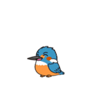 カワセミン（動く挨拶 文字無し①）（個別スタンプ：8）