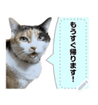 我が家の三毛猫 メッセージスタンプ（個別スタンプ：1）
