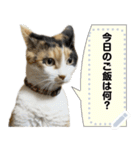 我が家の三毛猫 メッセージスタンプ（個別スタンプ：2）
