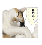 我が家の三毛猫 メッセージスタンプ（個別スタンプ：3）