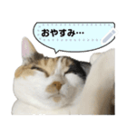 我が家の三毛猫 メッセージスタンプ（個別スタンプ：4）