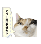 我が家の三毛猫 メッセージスタンプ（個別スタンプ：5）