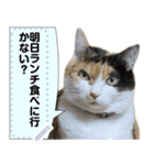 我が家の三毛猫 メッセージスタンプ（個別スタンプ：6）