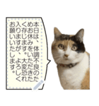 我が家の三毛猫 メッセージスタンプ（個別スタンプ：7）