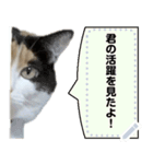 我が家の三毛猫 メッセージスタンプ（個別スタンプ：8）