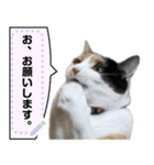 我が家の三毛猫 メッセージスタンプ（個別スタンプ：9）