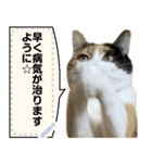 我が家の三毛猫 メッセージスタンプ（個別スタンプ：10）