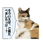 我が家の三毛猫 メッセージスタンプ（個別スタンプ：11）