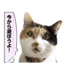 我が家の三毛猫 メッセージスタンプ（個別スタンプ：12）
