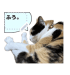 我が家の三毛猫 メッセージスタンプ（個別スタンプ：13）