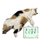 我が家の三毛猫 メッセージスタンプ（個別スタンプ：16）