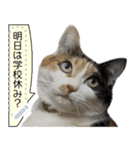 我が家の三毛猫 メッセージスタンプ（個別スタンプ：18）