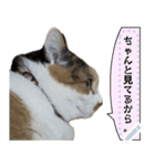 我が家の三毛猫 メッセージスタンプ（個別スタンプ：20）