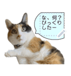 我が家の三毛猫 メッセージスタンプ（個別スタンプ：21）
