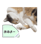 我が家の三毛猫 メッセージスタンプ（個別スタンプ：22）