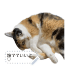 我が家の三毛猫 メッセージスタンプ（個別スタンプ：23）