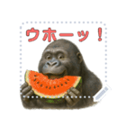 gorigoriのゴリラスタンプ 夏1（個別スタンプ：3）