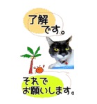 ぬこさんオールスターズ大人の日常会話！！（個別スタンプ：1）