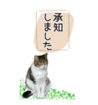 ぬこさんオールスターズ大人の日常会話！！（個別スタンプ：2）