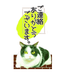 ぬこさんオールスターズ大人の日常会話！！（個別スタンプ：4）