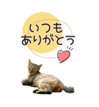 ぬこさんオールスターズ大人の日常会話！！（個別スタンプ：5）