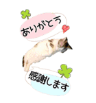 ぬこさんオールスターズ大人の日常会話！！（個別スタンプ：6）