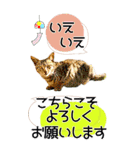 ぬこさんオールスターズ大人の日常会話！！（個別スタンプ：8）