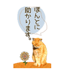 ぬこさんオールスターズ大人の日常会話！！（個別スタンプ：9）