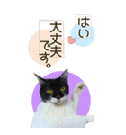 ぬこさんオールスターズ大人の日常会話！！（個別スタンプ：10）