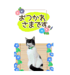 ぬこさんオールスターズ大人の日常会話！！（個別スタンプ：11）
