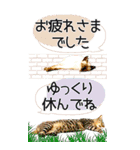 ぬこさんオールスターズ大人の日常会話！！（個別スタンプ：12）