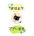 ぬこさんオールスターズ大人の日常会話！！（個別スタンプ：14）